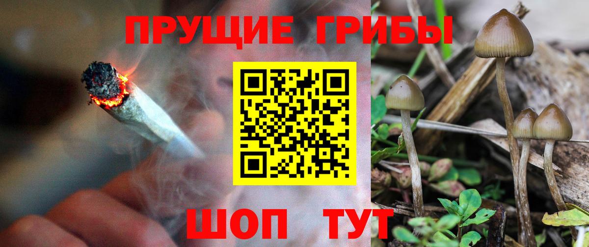 Псилоцибиновые грибы Psilocybine cubensis Мариинск
